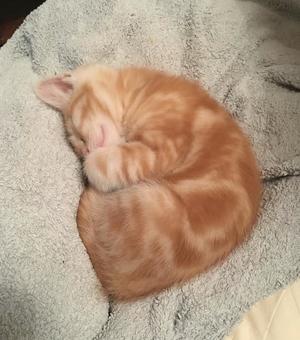Photo of a ginger kitten curled up fast asleep on a grey blanket.